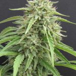 Hippie Killer cannabis seeds – Relaxing – Female seeds – Excellent harvest potential – image 1 from Seed City