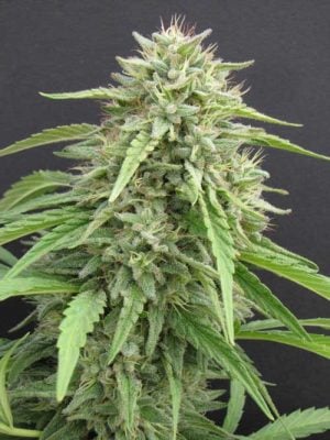 Hippie Killer