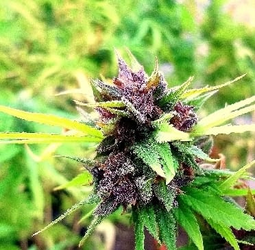 Hollands Hope cannabis seeds – Indica – 12/12 Photoperiod – Resistant to Mould – image 3 from Seed City