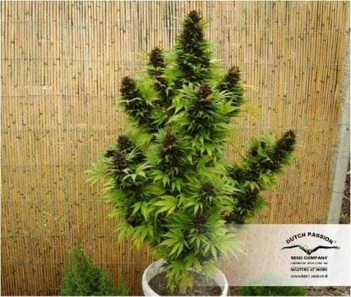 Hollands Hope cannabis seeds – Outdoor – Resistant to Mould – Beginning of October – image 10 from Seed City