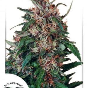 Hollands Hope by Dutch Passion Seeds – Resistant to Mould – Guaranteed female plants – Outdoor – image 1 – Seed City