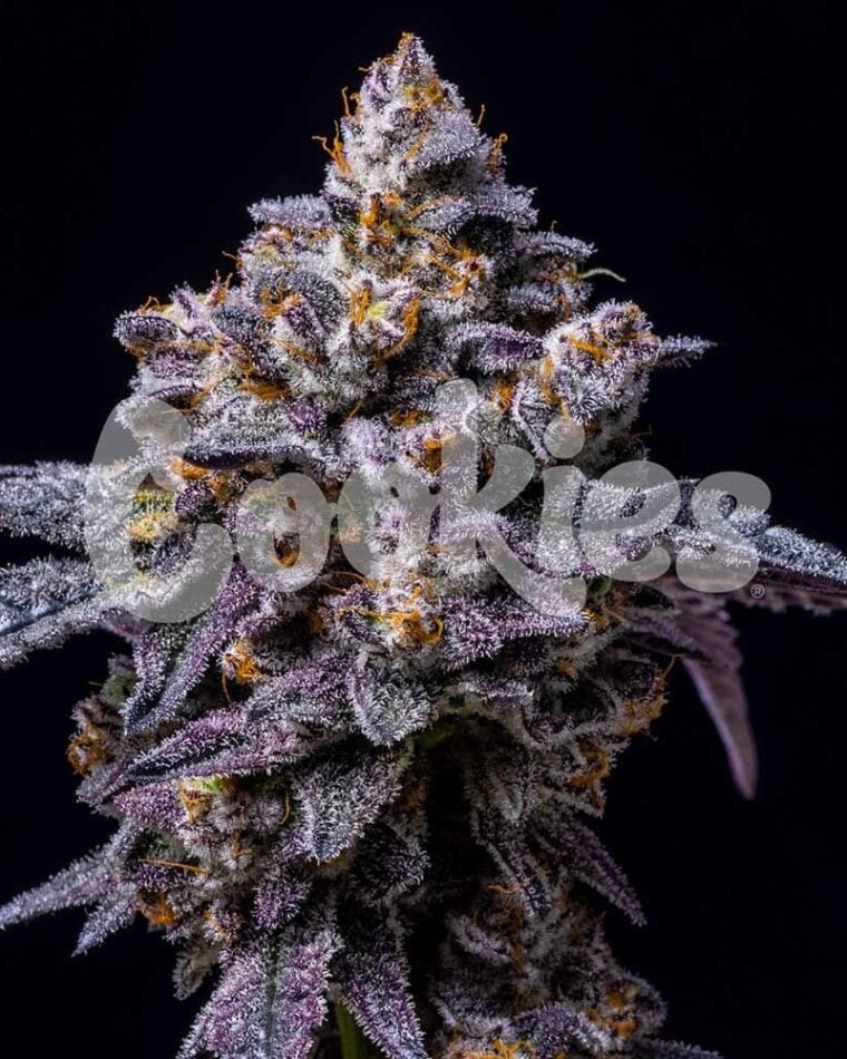 Hollywood from Cookies Seed Bank