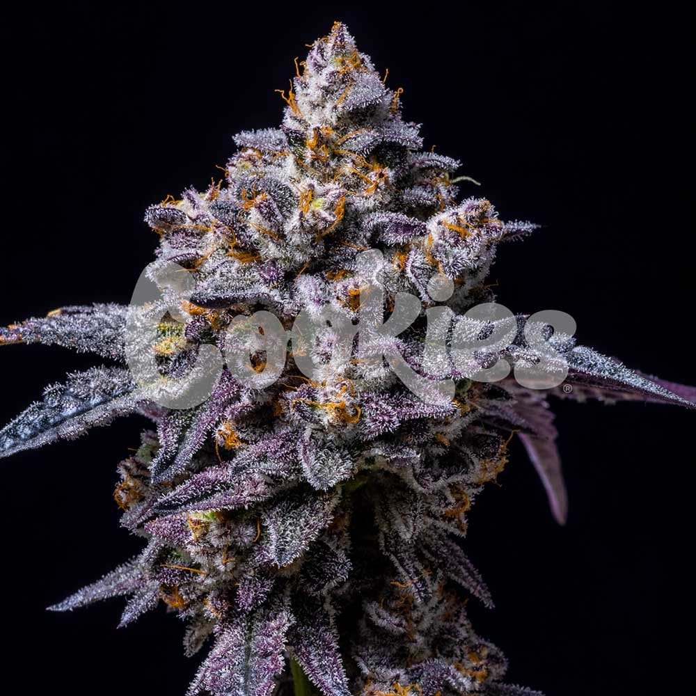 Hollywood from Cookies Seed Bank