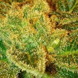 Image 1 of Holy Bubba cannabis by Lineage Genetics – Outdoor – Relaxing – Indica Dominant – Seed City
