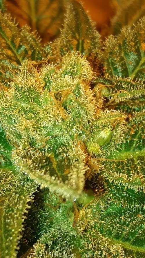 Image 1 of Holy Bubba cannabis by Lineage Genetics – Outdoor – Relaxing – Indica Dominant – Seed City