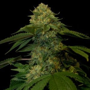 Holy Grail Kush cannabis seeds – Female seeds – 12/12 Photoperiod – Mostly Indica – image 1 from Seed City