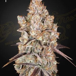 Holy Snow by Green House Seeds – Outdoor cultivation – Fruity – Cerebral – image 1 – Seed City