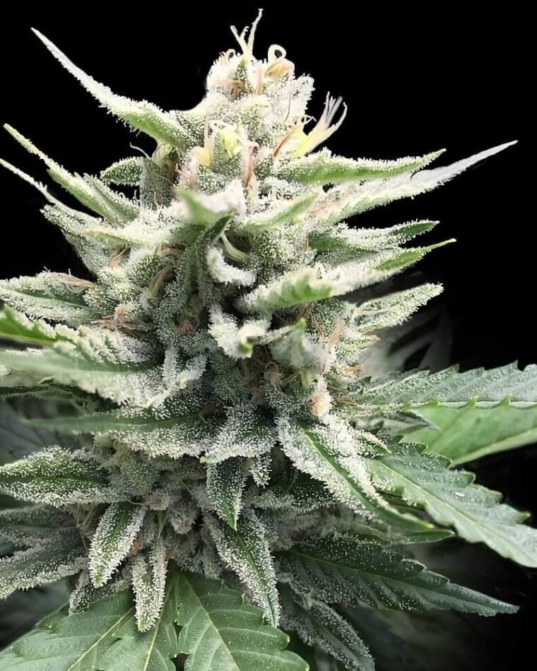 Honey Banana S1 by DNA Genetics Seeds – 12/12 Photoperiod – Indica Dominant – Honey – image 1 – Seed City