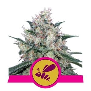 Honey Cream Fast V