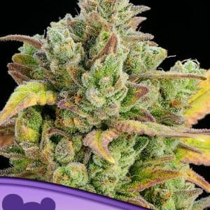 Honey Fried Bananas cannabis seeds – Suited for indoor growing – Body Stone – Feminized – image 1 from Seed City