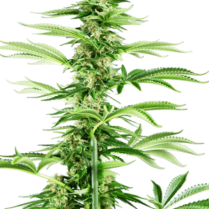 Honey Melon Haze cannabis seeds – Tall (140cm plus) – Indoor – 12/12 Photoperiod – image 1 from Seed City