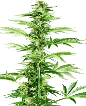 Honey Melon Haze
