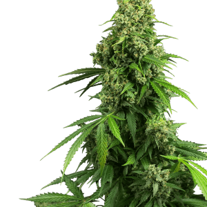 Honey Melon Kush by Sensi Research Seeds – Indoor-friendly – Indica Dominant – Sweet – image 1 – Seed City