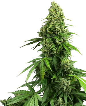 Honey Melon Kush