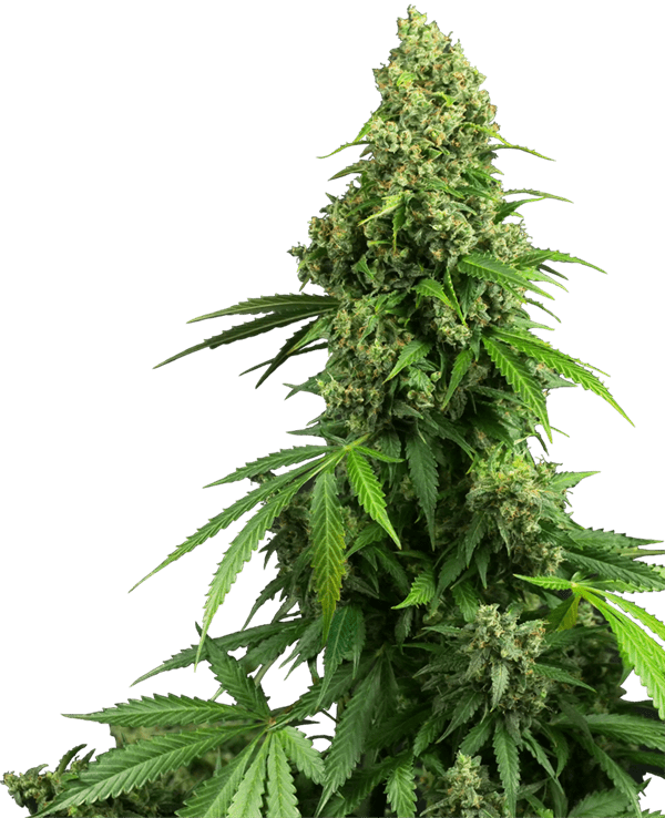 Honey Melon Kush by Sensi Research Seeds – Indoor-friendly – Indica Dominant – Sweet – image 1 – Seed City