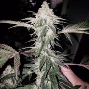 Fuel – Indoor – Regular – Honey Trees strain – image 1 – from Prolific Coast Seeds via Seed City