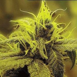 Image 1 of Honolulu Haze cannabis by Sagarmatha Seeds – Psychedelic – 12/12 Photoperiod – High Yielding – Seed City