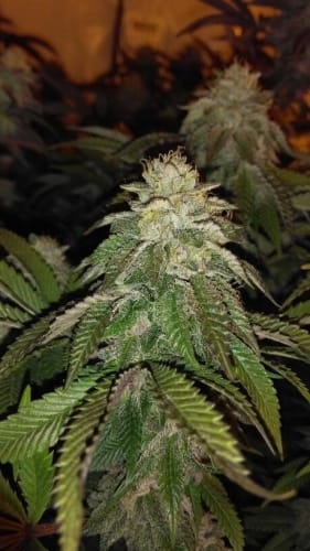 Hot Tropic by Oni Seed Co – Suited for indoor growing – Regular – 12/12 Photoperiod – image 2 – Seed City