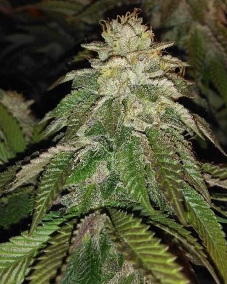 12/12 Photoperiod – Suited for indoor growing – Citrus – Hot Tropic strain – image 1 – from Oni Seed Co via Seed City