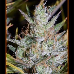 Hubbabubbasmelloscope cannabis seeds – Auto-Flowering – 50% Indica/50% Sativa – Female seeds – image 1 from Seed City