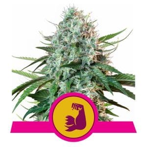 Image 1 of HulkBerry cannabis by Royal Queen Seeds – 50% Indica/50% Sativa – Indoor-friendly – Cerebral – Seed City