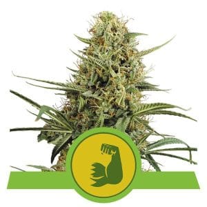 HulkBerry Automatic from Royal Queen Seeds
