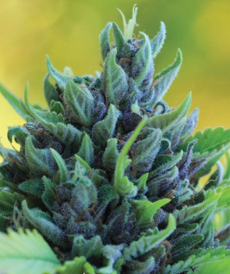 Humboldt Dream from Humboldt Seed Company