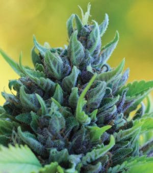 Humboldt Dream Autoflower