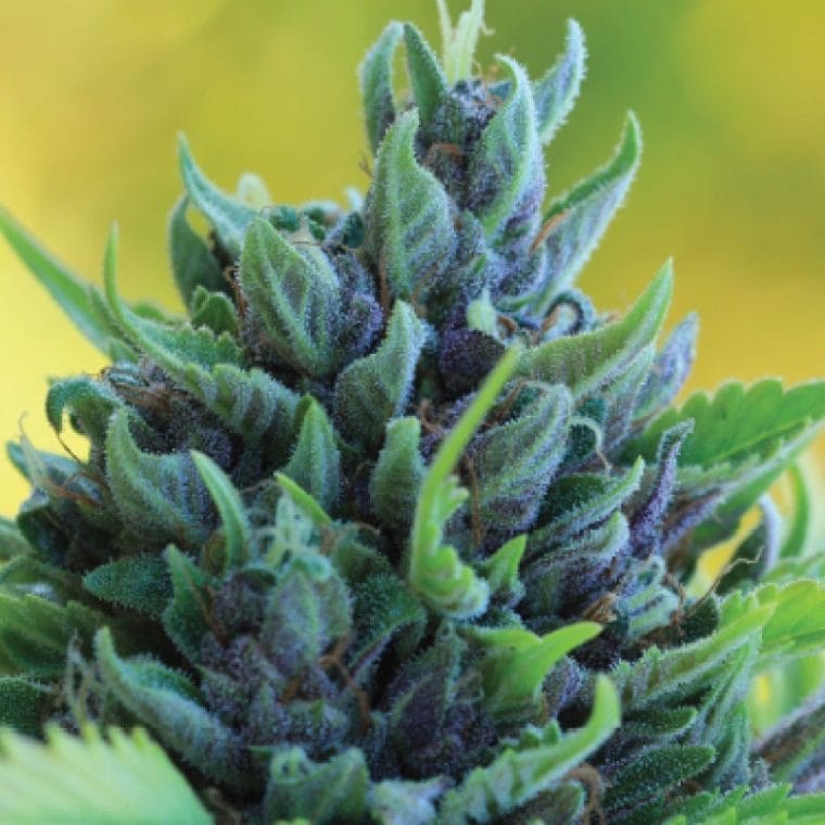 Humboldt Dream Autoflower cannabis seeds – Super Strength – Good for outdoor grow – Piney – image 1 from Seed City