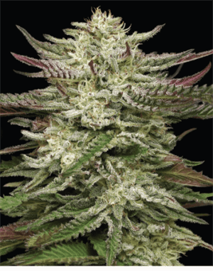 Humboldt Headband Auto