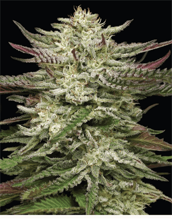 Fuel – Indoor – Mostly Indica – Humboldt Headband Auto strain – image 1 – from Humboldt Seed Company via Seed City