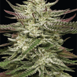 Humboldt Headband by Humboldt Seed Company – Outdoor – Cerebral – Feminized – image 1 – Seed City