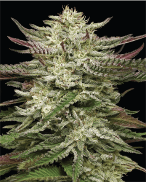 Humboldt Headband
