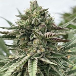 Humboldt Pound Cake cannabis seeds – Super Strength – Outdoor – 12/12 Photoperiod – image 1 from Seed City