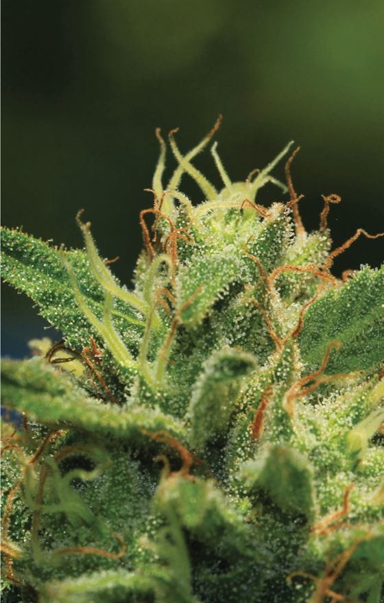 Humboldt Sour Diesel cannabis seeds – Sativa-leaning – 12/12 Photoperiod – Indoor-friendly – image 1 from Seed City