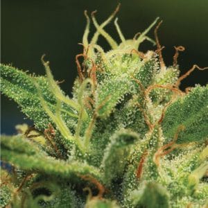 Humboldt Sour Diesel Autoflower cannabis seeds – Resistant to Mould – Auto-Flowering – Orange – image 1 from Seed City