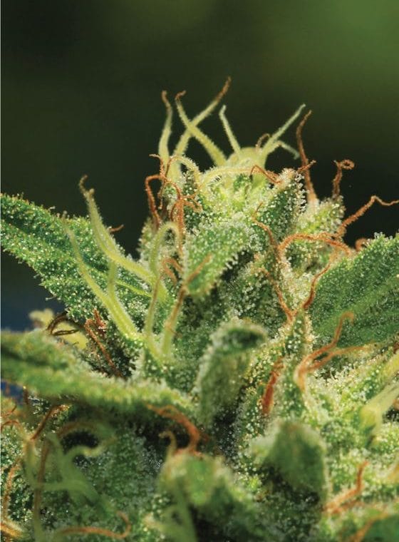Humboldt Sour Diesel Autoflower cannabis seeds – Resistant to Mould – Auto-Flowering – Orange – image 1 from Seed City