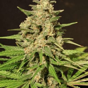 Hybrid X by Cream of the Crop – 12/12 Photoperiod – Citrus – Indica – image 1 – Seed City