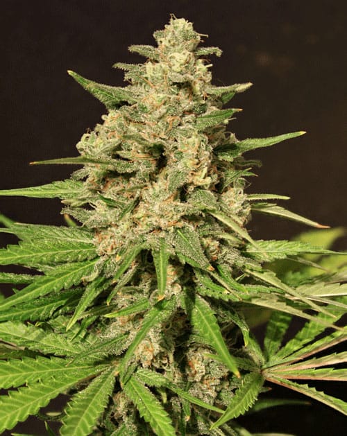 Hybrid X by Cream of the Crop – 12/12 Photoperiod – Citrus – Indica – image 1 – Seed City
