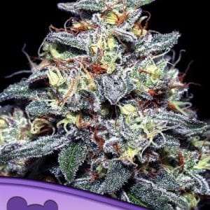 Image 1 of Hyper Glue cannabis by Anesia Seeds – Resistant to Mould – Berry – Guaranteed female plants – Seed City