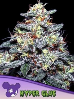 Hyper Glue