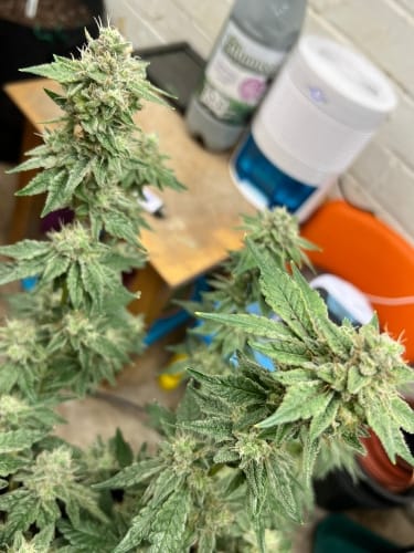 Kerosene Cookies cannabis – image 5 – Seed City