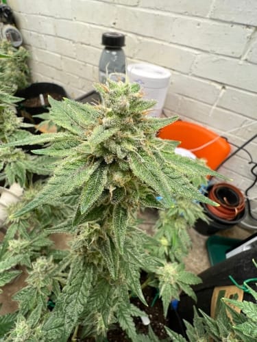 Kerosene Cookies cannabis – image 6 – Seed City