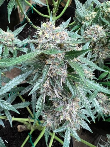 Rainbow Chip by ElevenThirty Genetics – 12/12 Photoperiod – Creative – Sweet – image 5 – Seed City