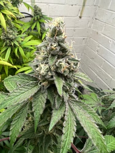 Double Scoop by ElevenThirty Genetics – Guaranteed female plants – 12/12 Photoperiod – Fruity – image 3 – Seed City