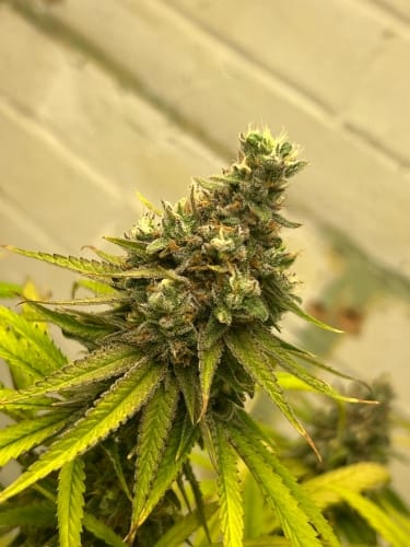 Image 6 of Toad Venom cannabis by ElevenThirty Genetics – Feminized – The End of October – 12/12 Photoperiod – Seed City