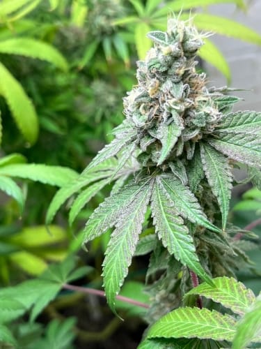 Euphoric – The End of October – Fruity – Double Scoop strain – image 4 – from ElevenThirty Genetics via Seed City