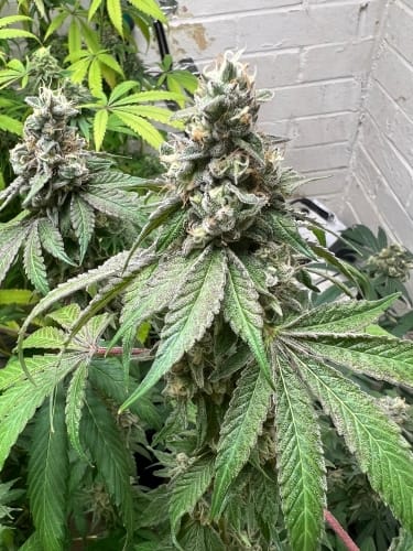 showing Auto-Flowering – The End of September – Grape – image 3 – Seed City