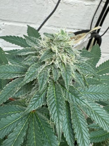 Cheese Wizard Auto by ElevenThirty Genetics – Indoor-friendly – Indica-heavy – The End of October – image 2 – Seed City