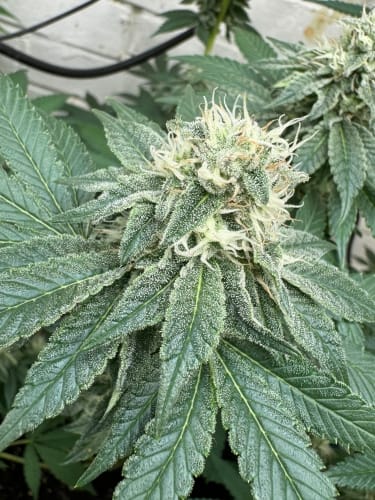 Cheese Wizard Auto by ElevenThirty Genetics – Guaranteed female plants – Indica-heavy – Cheese – image 4 – Seed City